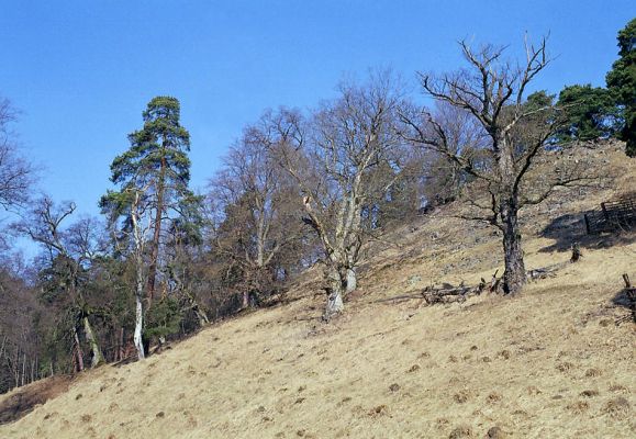 Lánská obora, 19.3.2003
Myší díra. Pastevní les suťový les na svazích nad Piňským potokem u Kobylí hlavy. 
Mots-clés: Lánská obora Křivoklátsko Myší díra Kobylí hlava