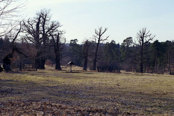 Lánská obora, 19.3.2003
Myší díra - pastevní les.
Mots-clés: Lánská obora Křivoklátsko Myší díra