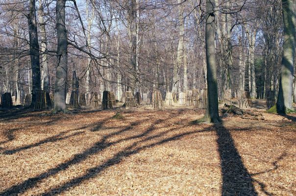 Lánská obora, 19.3.2003
Bukový les na vrchu Tok.
Mots-clés: Lánská obora Křivoklátsko Tok