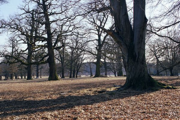 Lánská obora, 19.3.2003
U Červené kůlny - pastevní les.
Mots-clés: Lánská obora Křivoklátsko U Červené kůlny