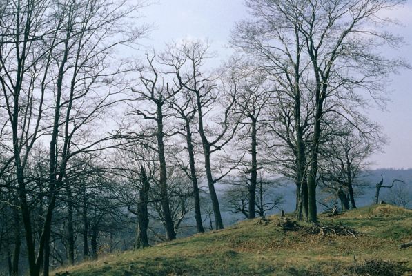 Lánská obora, 1.4.1997
Jelení loužek. Náhorní plošina nad suťovým lesem.
Schlüsselwörter: Zbečno Křivoklátsko Lánská obora Jelení loužek