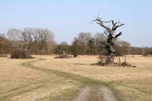 Břeclav - obora Soutok, 24.3.2010
Solitérní duby u zámečku Lány.


Klíčová slova: Břeclav obora Soutok zámeček Lány Cardiophorus dolini gramineus Ampedus cardinalis