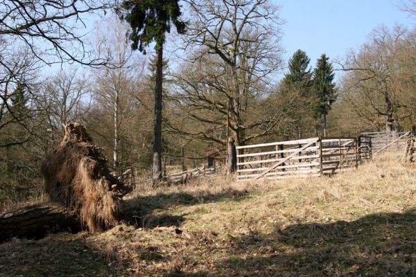 Lánská obora, 31.3.2009
Pastevní les u Svaté Alžběty.
Schlüsselwörter: Lánská obora Křivoklátsko Svatá Alžběta