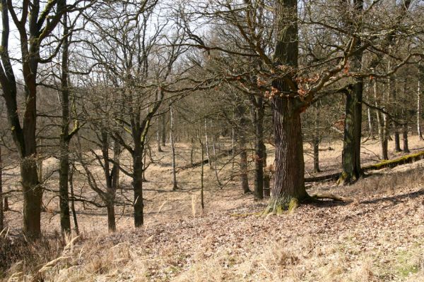 Lánská obora, 31.3.2009
Pastevní les u Svaté Alžběty.
Schlüsselwörter: Lánská obora Křivoklátsko Svatá Alžběta