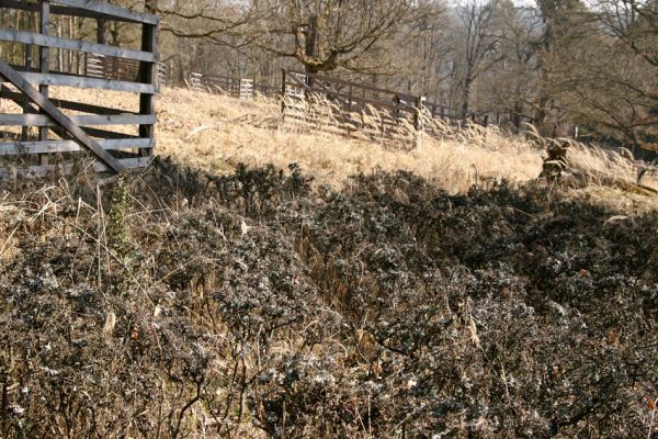 Lánská obora, 31.3.2009
Pastevní les u Svaté Alžběty. Unikátní snímek rozrůstající se skupiny mladých doubků. Až zesílí natolik, že se do jejich středu nedostane zvěř, která okusuje jejich listy, tak budou moci některé duby vyrazit vzhůru. Jinak je v oboře možná obnova stromů pouze v bytelných dřevěných ohradách.
Schlüsselwörter: Lánská obora Křivoklátsko Svatá Alžběta