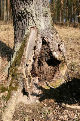 Lánská obora, 31.3.2009
Dub v pastevním lese u Svaté Alžběty.
Schlüsselwörter: Lánská obora Křivoklátsko Svatá Alžběta