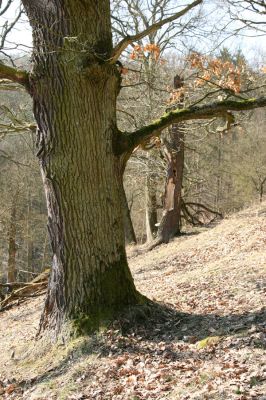 Lánská obora, 31.3.2009
Pastevní les u Svaté Alžběty.
Schlüsselwörter: Lánská obora Křivoklátsko Svatá Alžběta