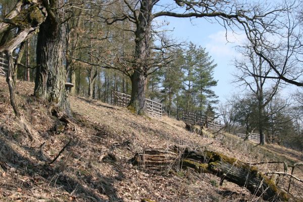 Lánská obora, 31.3.2009
Pastevní les u Svaté Alžběty.
Mots-clés: Lánská obora Křivoklátsko Svatá Alžběta