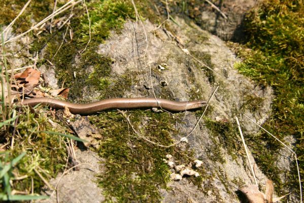 Lánská obora, 31.3.2009
Slepýš v pastevním lese u Svaté Alžběty.
Mots-clés: Lánská obora Křivoklátsko Svatá Alžběta slepýš