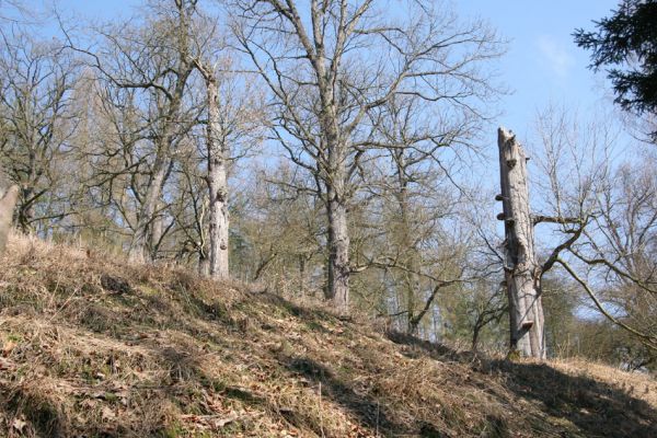 Lánská obora, 31.3.2009
Pastevní les u Svaté Alžběty.
Mots-clés: Lánská obora Křivoklátsko Svatá Alžběta