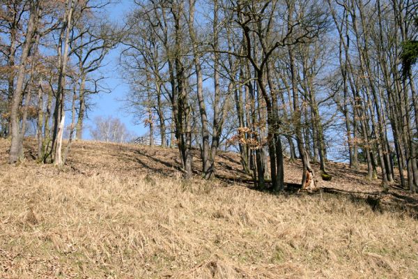 Lánská obora, 31.3.2009
Pastevní les u Svaté Alžběty.
Schlüsselwörter: Lánská obora Křivoklátsko Svatá Alžběta