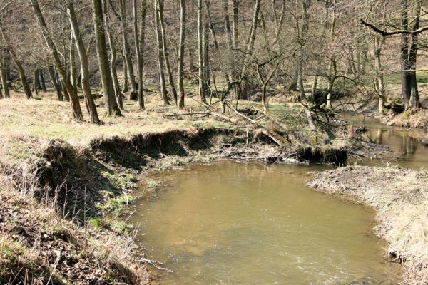 Lánská obora, 31.3.2009
Meandry Klíčavy pod vrchem Kocourová. Biotop velevruba tupého.
Keywords: Lánská obora Křivoklátsko Klíčava velevrub tupý