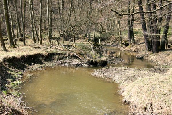 Lánská obora, 31.3.2009
Meandry Klíčavy pod vrchem Kocourová. Biotop velevruba tupého.
Mots-clés: Lánská obora Křivoklátsko Klíčava velevrub tupý