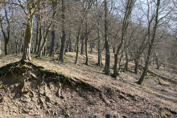 Lánská obora, 31.3.2009
Suťový les na jihozápadních svazích vrchu Kocourová.
Klíčová slova: Lánská obora Křivoklátsko Kocourová