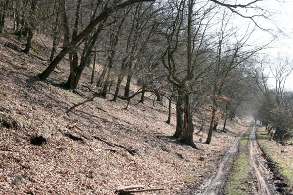 Lánská obora, 31.3.2009
Suťový les na jihozápadních svazích vrchu Kocourová.
Schlüsselwörter: Lánská obora Křivoklátsko Kocourová