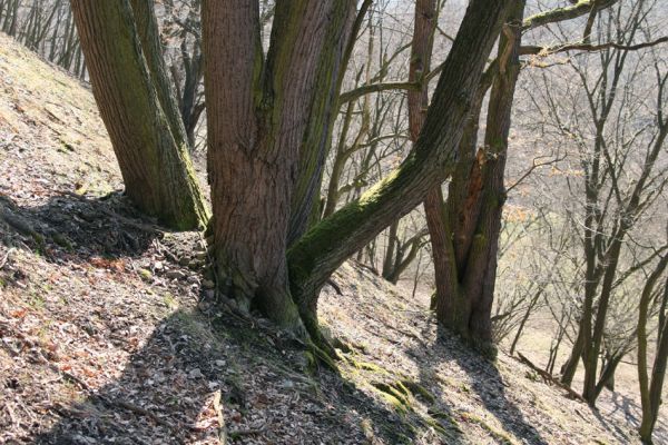 Lánská obora, 31.3.2009
Suťový les na jihozápadních svazích vrchu Kocourová.
Schlüsselwörter: Lánská obora Křivoklátsko Kocourová