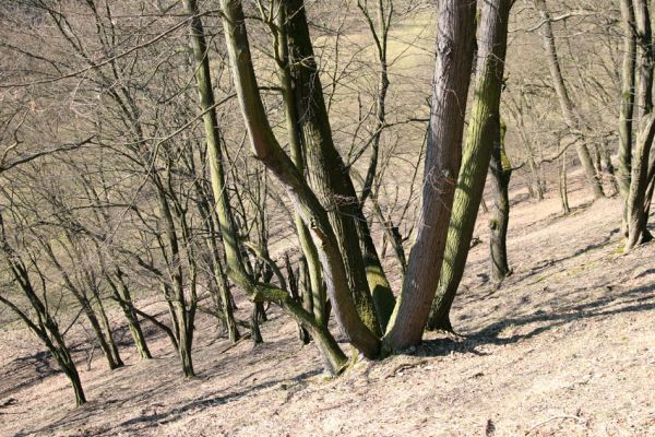 Lánská obora, 31.3.2009
Suťový les na jihozápadním svahu vrchu Kocourová. 
Klíčová slova: Lánská obora Křivoklátsko Kocourová