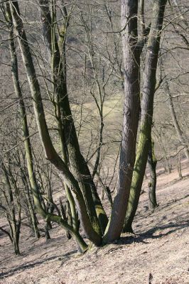 Lánská obora, 31.3.2009
Suťový les na jihozápadním svahu vrchu Kocourová. 
Klíčová slova: Lánská obora Křivoklátsko Kocourová