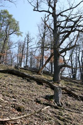 Lánská obora, 31.3.2009
Suťový les na jihozápadním svahu vrchu Kocourová. 
Klíčová slova: Lánská obora Křivoklátsko Kocourová Ampedus rufipennis