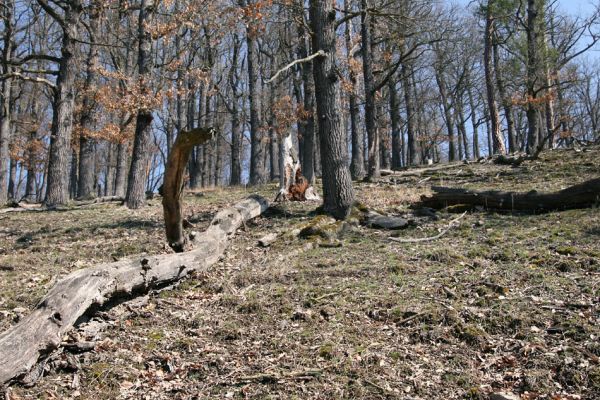 Lánská obora, 31.3.2009
Suťový les na jihozápadním svahu vrchu Kocourová. 
Keywords: Lánská obora Křivoklátsko Kocourová Ampedus rufipennis