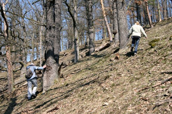 Lánská obora, 31.3.2009
Suťový les na jihozápadním svahu vrchu Kocourová. Na snímku pracovníci AOPK.
Klíčová slova: Lánská obora Křivoklátsko Kocourová Hejda Hoffmannová