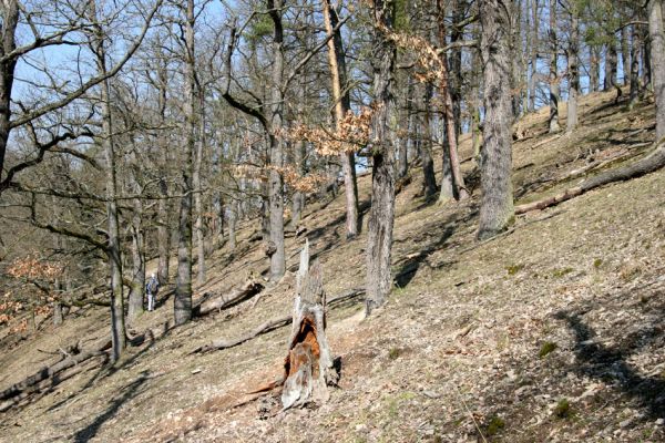 Lánská obora, 31.3.2009
Suťový les na jihozápadním svahu vrchu Kocourová. 
Mots-clés: Lánská obora Křivoklátsko Kocourová