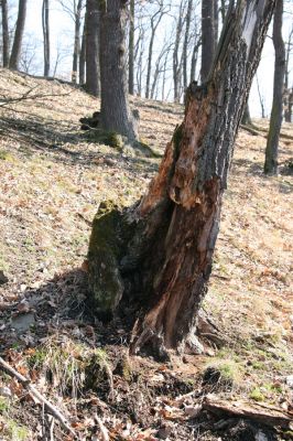 Lánská obora, 31.3.2009
Suťový les na jihozápadním svahu vrchu Kocourová. 
Klíčová slova: Lánská obora Křivoklátsko Kocourová Ampedus rufipennis