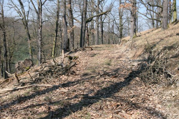 Lánská obora, 31.3.2009
Suťový les na jihozápadním svahu vrchu Kocourová. 
Keywords: Lánská obora Křivoklátsko Kocourová