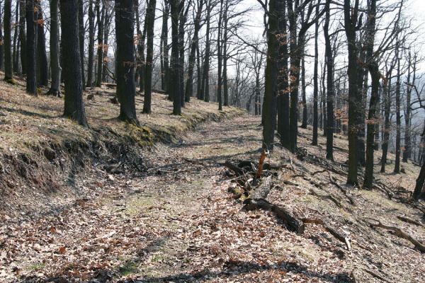 Lánská obora, 31.3.2009
Suťový les na jihozápadním svahu vrchu Kocourová. 
Mots-clés: Lánská obora Křivoklátsko Kocourová