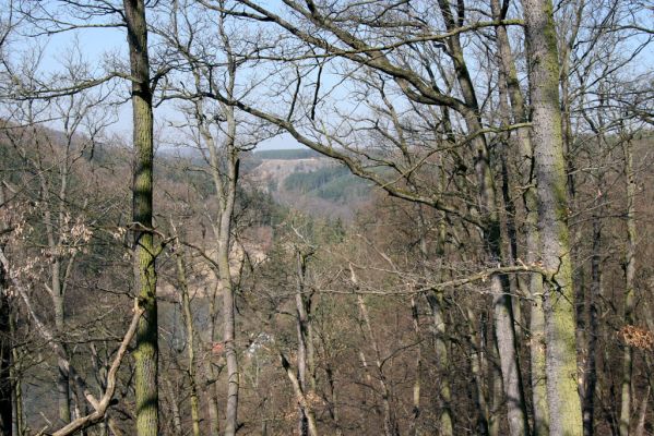 Lánská obora, 31.3.2009
Pohled z vrchu Kocourová na svahy nad Klíčavskými luhy - pastevní les obklopený smrkovými monokulturami.
Klíčová slova: Lánská obora Křivoklátsko Klíčava Klíčavské luhy