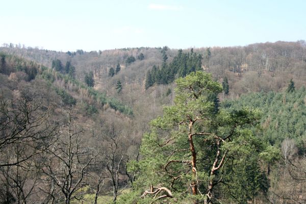 Lánská obora, 31.3.2009
Pohled z vrchu Kocourová na pastevní les u Svaté Alžběty.
Keywords: Lánská obora Křivoklátsko Kocourová Svatá Alžběta