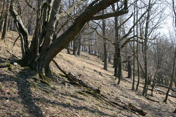 Lánská obora, 31.3.2009
Suťový les na jihozápadním svahu vrchu Kocourová.
Keywords: Lánská obora Křivoklátsko Kocourová