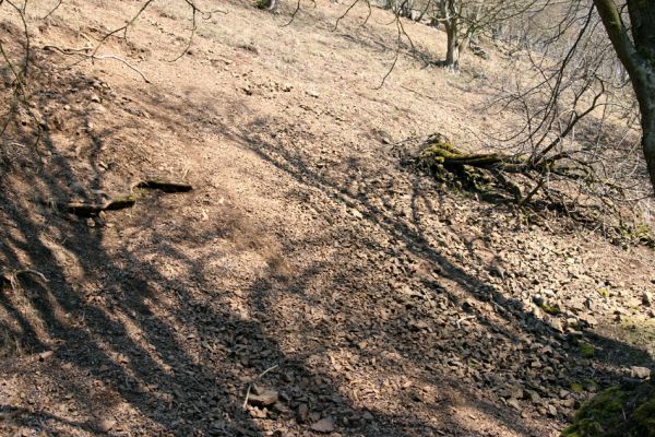 Lánská obora, 31.3.2009
Suťový les západně od rybníka U Ručiček. Při koncentraci chované zvěře dochází na několika lokalitách k výrazné erozi svahu.
Klíčová slova: Lánská obora Křivoklátsko U Ručiček