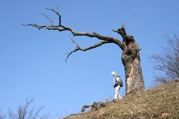 Lánská obora, 31.3.2009
Mrtvý dub na svahu západně od rybníka U Ručiček, s větším množstvím požerků a výletových otvorů tesaříka obrovského.
Keywords: Lánská obora Křivoklátsko U Ručiček Cerambyx cerdo Hejda