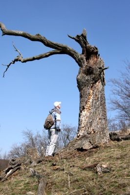 Lánská obora, 31.3.2009
Mrtvý dub na svahu západně od rybníka U Ručiček, s větším množstvím požerků a výletových otvorů tesaříka obrovského.
Klíčová slova: Lánská obora Křivoklátsko U Ručiček Cerambyx cerdo Hejda