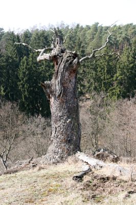 Lánská obora, 31.3.2009
Mrtvý dub na svahu západně od rybníka U Ručiček, s větším množstvím požerků a výletových otvorů tesaříka obrovského.
Mots-clés: Lánská obora Křivoklátsko U Ručiček Cerambyx cerdo