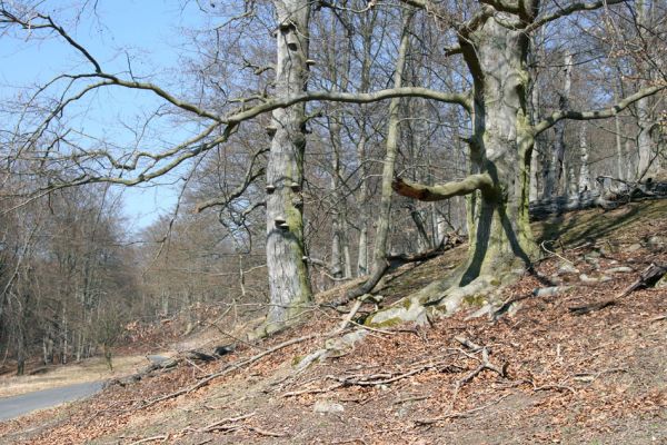 Lánská obora, 31.3.2009
Suťový les s mohutnými buky na jihozápadním svahu vrchu Vlčina.
Schlüsselwörter: Lánská obora Křivoklátsko Vlčina