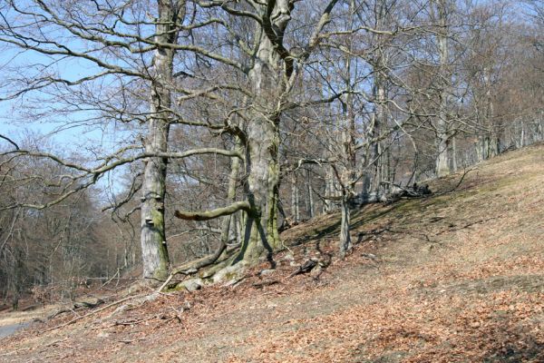 Lánská obora, 31.3.2009
Suťový les s mohutnými buky na jihozápadním svahu vrchu Vlčina. V dřevěných ohradách jsou chráněny před okusem zvěří mladé buky.
Keywords: Lánská obora Křivoklátsko Vlčina