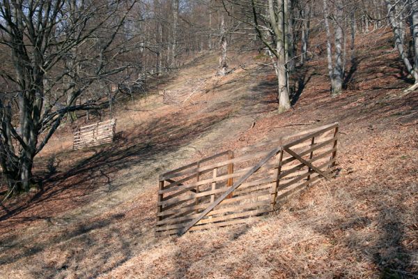 Lánská obora, 31.3.2009
Suťový les s mohutnými buky na jihozápadním svahu vrchu Vlčina. V dřevěných ohradách jsou chráněny před okusem zvěří mladé buky.
Klíčová slova: Lánská obora Křivoklátsko Vlčina