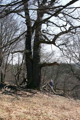 Lánská obora, 31.3.2009
Mohutný dub v suťovém lese na jihozápadním svahu vrchu Vlčina.
Klíčová slova: Lánská obora Křivoklátsko Vlčina Hejda