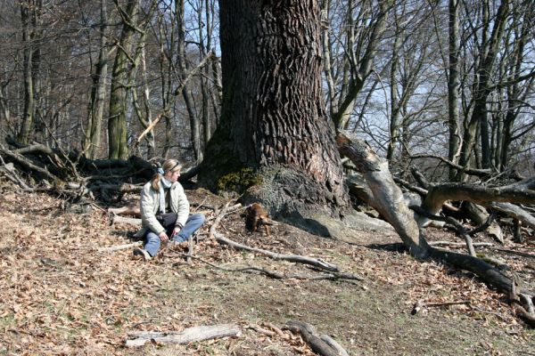 Lánská obora, 31.3.2009
Mohutný dub v suťovém lese na jihozápadním svahu vrchu Vlčina.
Schlüsselwörter: Lánská obora Křivoklátsko Vlčina Hoffmannová