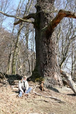 Lánská obora, 31.3.2009
Mohutný dub v suťovém lese na jihozápadním svahu vrchu Vlčina. 
Schlüsselwörter: Lánská obora Křivoklátsko Vlčina Hoffmannová