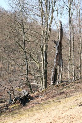 Lánská obora, 31.3.2009
Suťový les s mohutnými buky na jihozápadním svahu vrchu Vlčina.
Schlüsselwörter: Lánská obora Křivoklátsko Vlčina