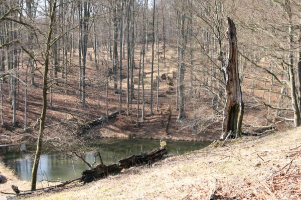 Lánská obora, 31.3.2009
V Haltýřích. Pohled ze svahu vrchu Vlčina.
Mots-clés: Lánská obora Křivoklátsko V Haltýřích Vlčina