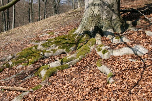 Lánská obora, 31.3.2009
Suťový les s mohutnými buky na jihozápadním svahu vrchu Vlčina. 
Schlüsselwörter: Lánská obora Křivoklátsko Vlčina