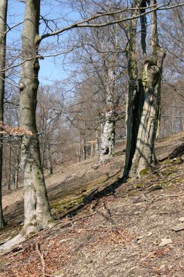 Lánská obora, 31.3.2009
Suťový les s mohutnými buky na jihozápadním svahu vrchu Vlčina. 
Klíčová slova: Lánská obora Křivoklátsko Vlčina