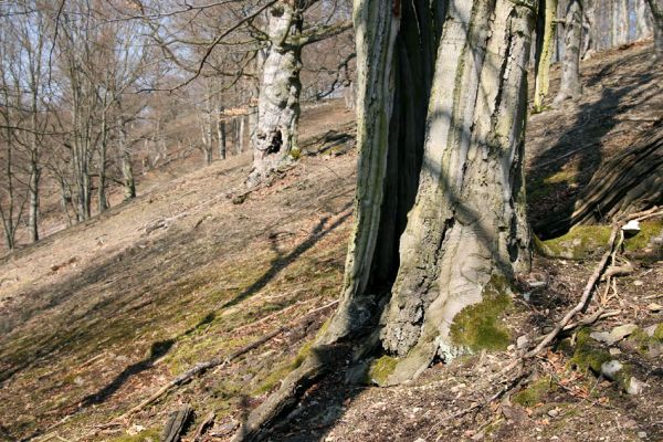 Lánská obora, 31.3.2009
Suťový les s mohutnými buky na jihozápadním svahu vrchu Vlčina. 
Mots-clés: Lánská obora Křivoklátsko Vlčina