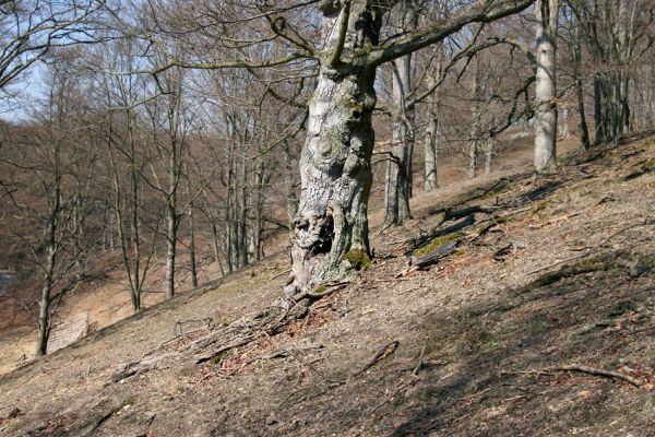 Lánská obora, 31.3.2009
Suťový les s mohutnými buky na jihozápadním svahu vrchu Vlčina.
Klíčová slova: Lánská obora Křivoklátsko Vlčina Ischnodes sanguinicollis