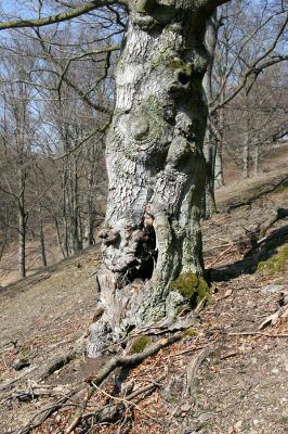 Lánská obora, 31.3.2009
Suťový les s mohutnými buky na jihozápadním svahu vrchu Vlčina. 
Keywords: Lánská obora Křivoklátsko Vlčina Ischnodes sanguinicollis