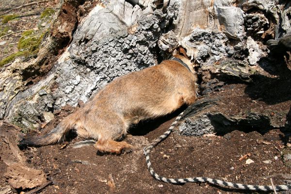 Lánská obora, 31.3.2009
Suťový les s mohutnými buky na jihozápadním svahu vrchu Vlčina. Na snímku mladý perspektivní pes ochranář-entomolog.
Keywords: Lánská obora Křivoklátsko Vlčina Hoffmannová Osmoderma Elater ferrugineus